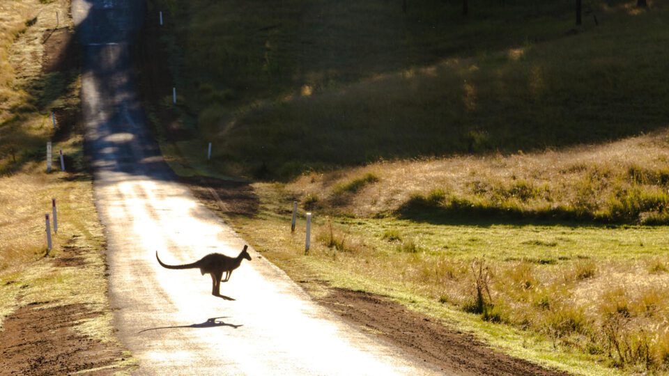 photo of a kangaroo on road